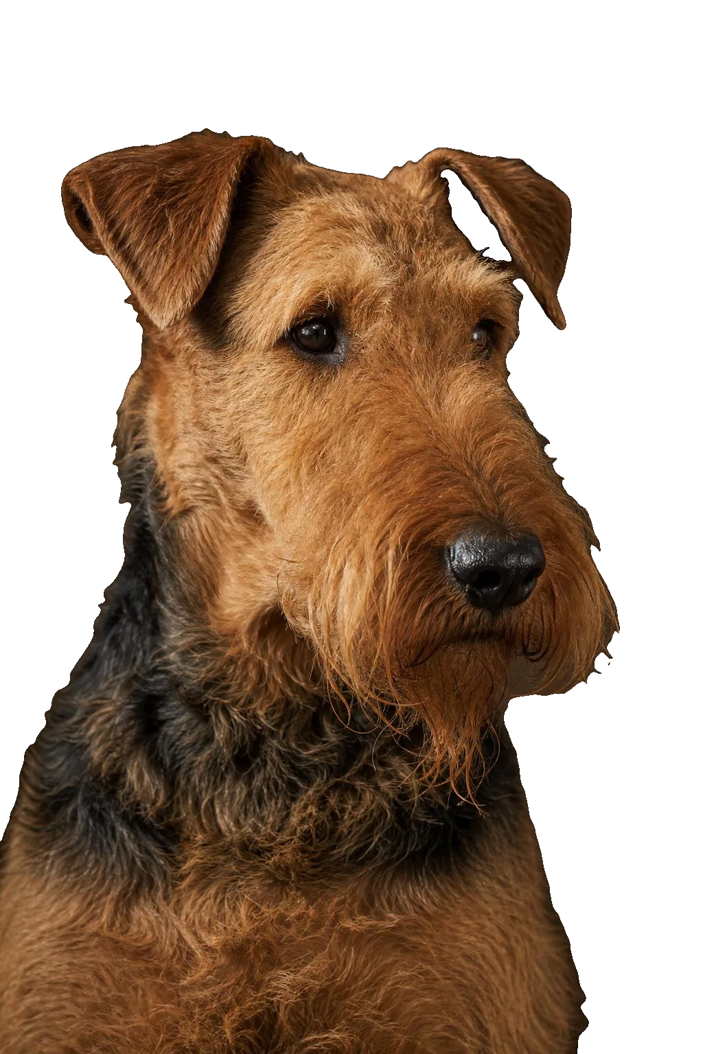Airedale Terrier — portrait