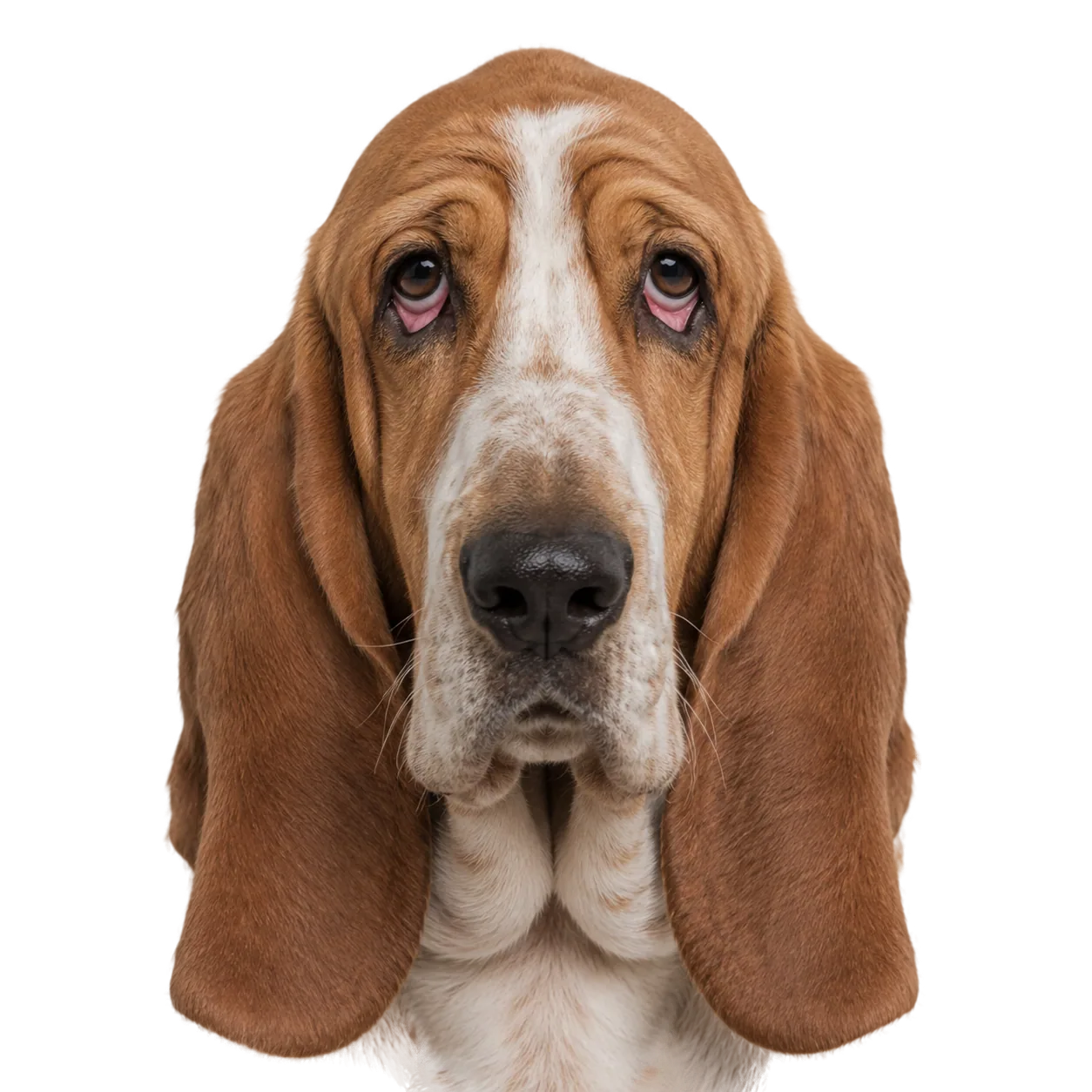 Basset Hound — portrait