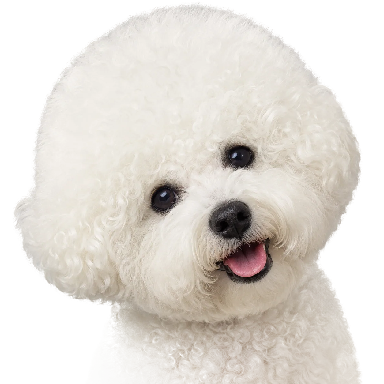 Bichon Frisé — portrait