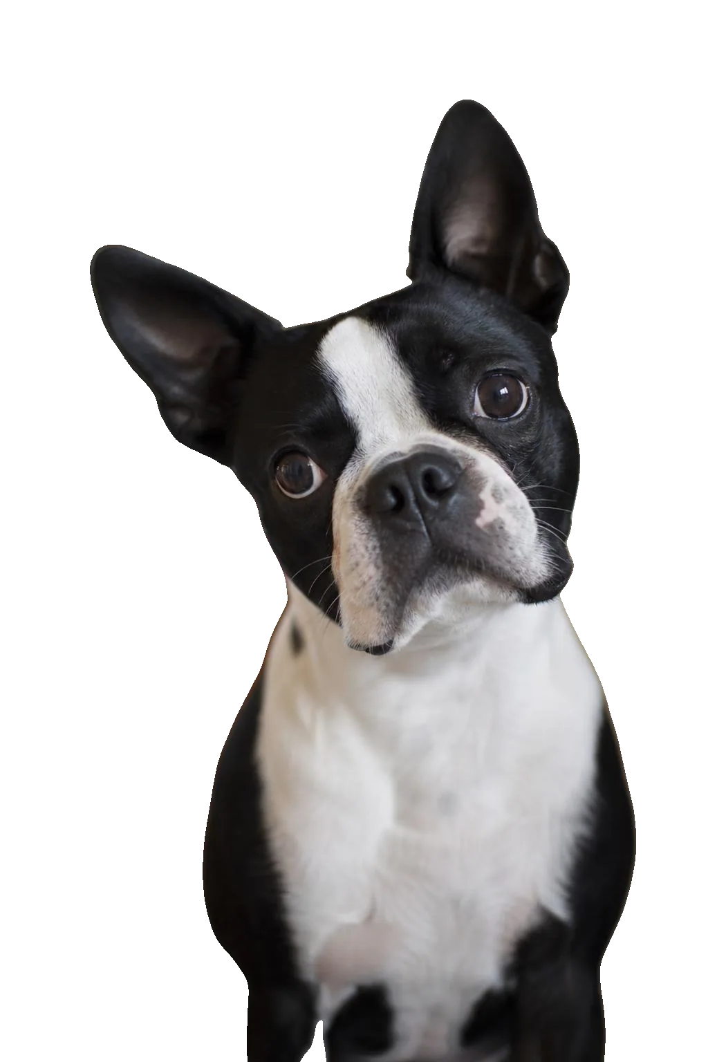 Boston Terrier — portrait