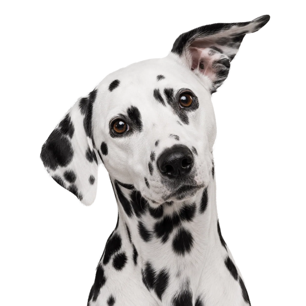 Dalmatien — portrait