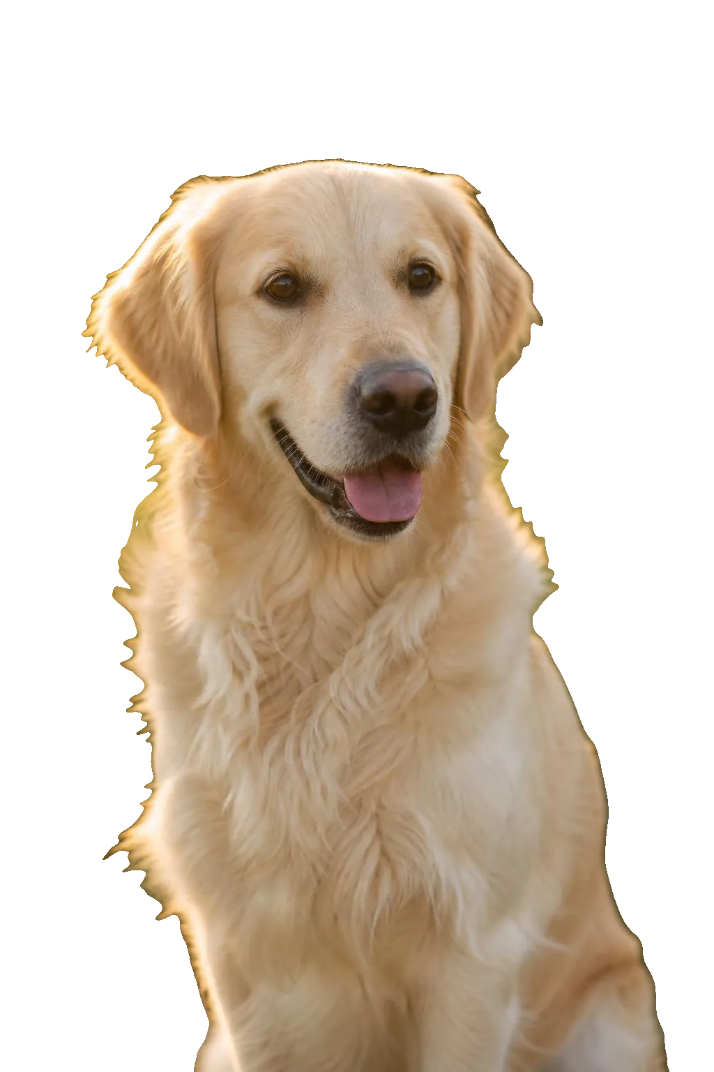 Golden Retriever — portrait