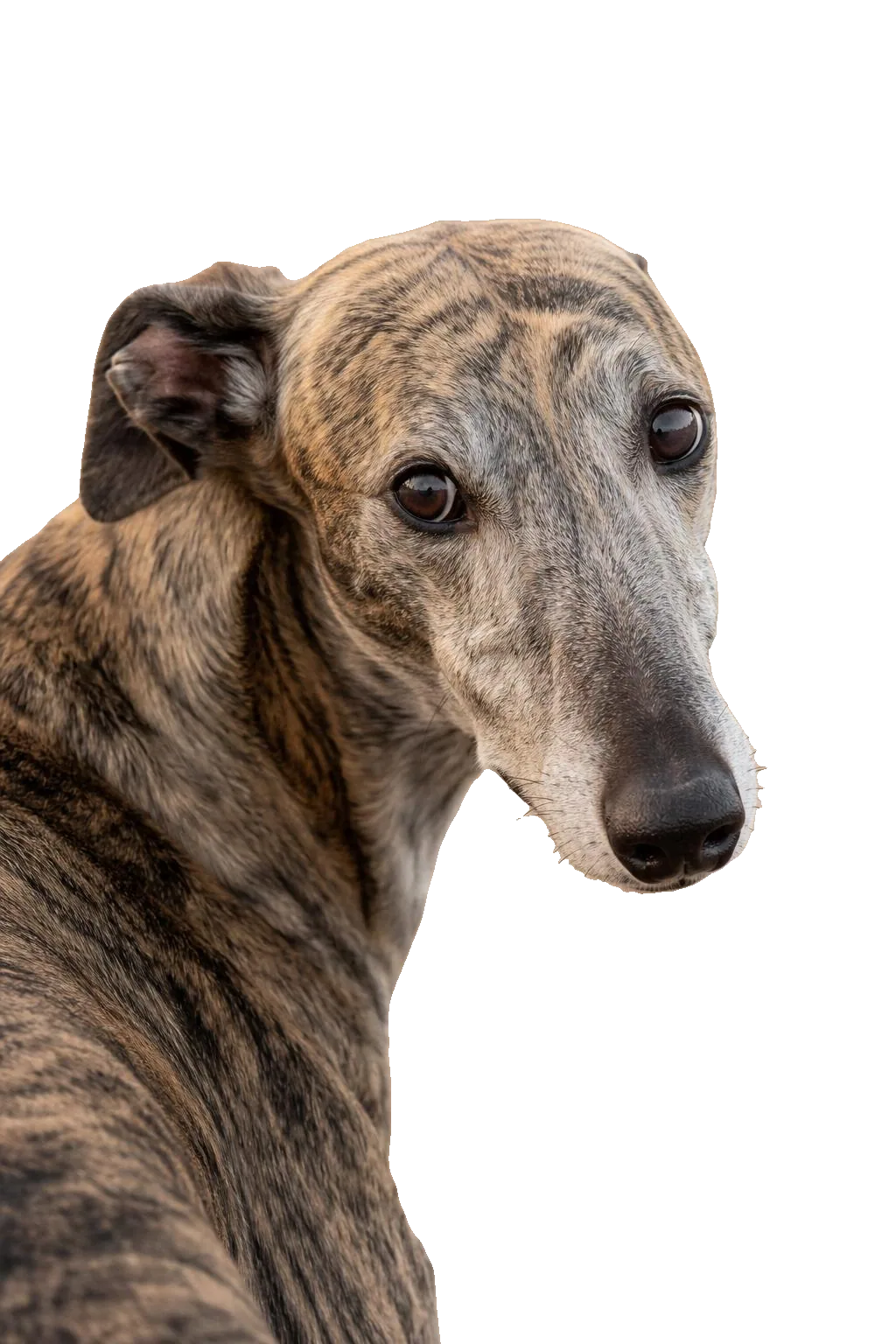 Lévrier Greyhound — portrait
