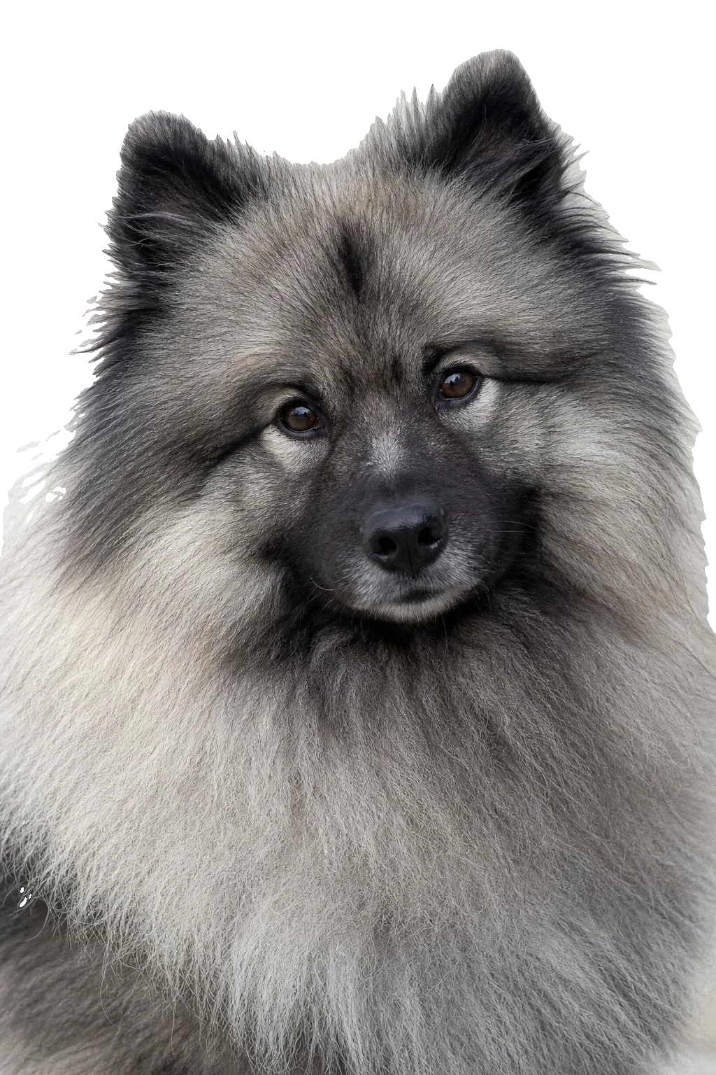 Spitz-Loup (Keeshond) — portrait