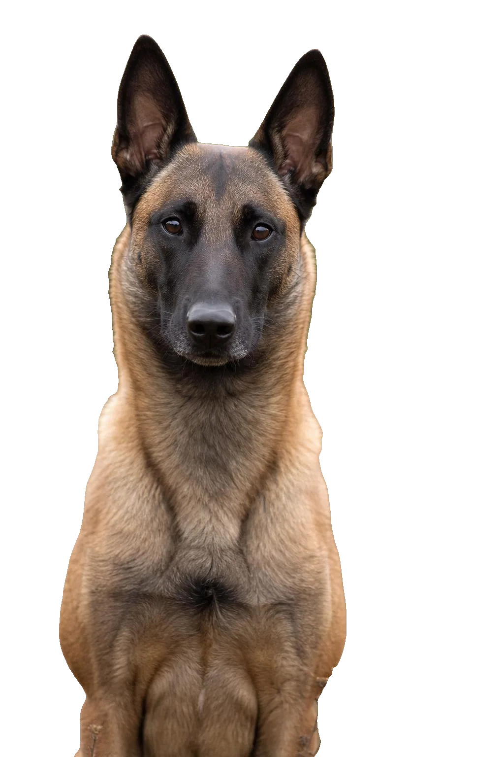 Malinois — portrait