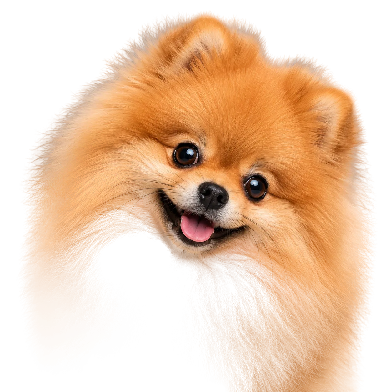 Spitz Nain (Poméranien) — portrait