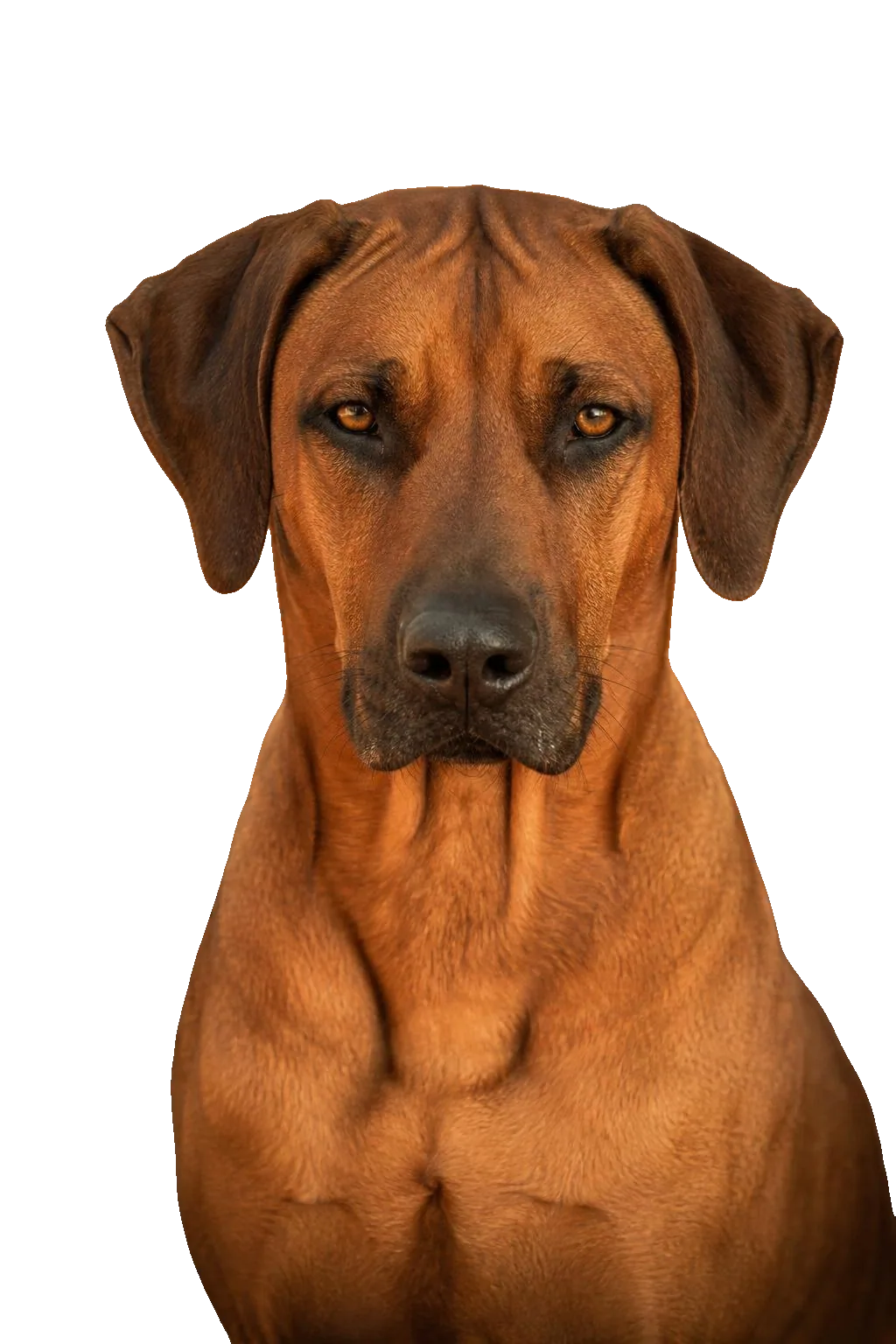 Rhodesian Ridgeback — portrait