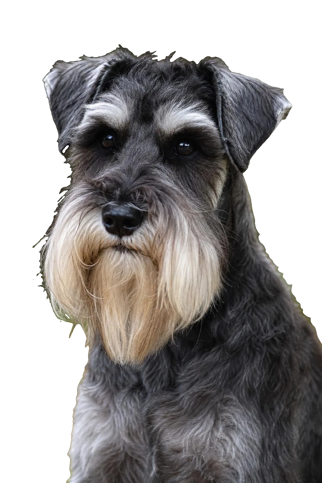 Schnauzer — portrait