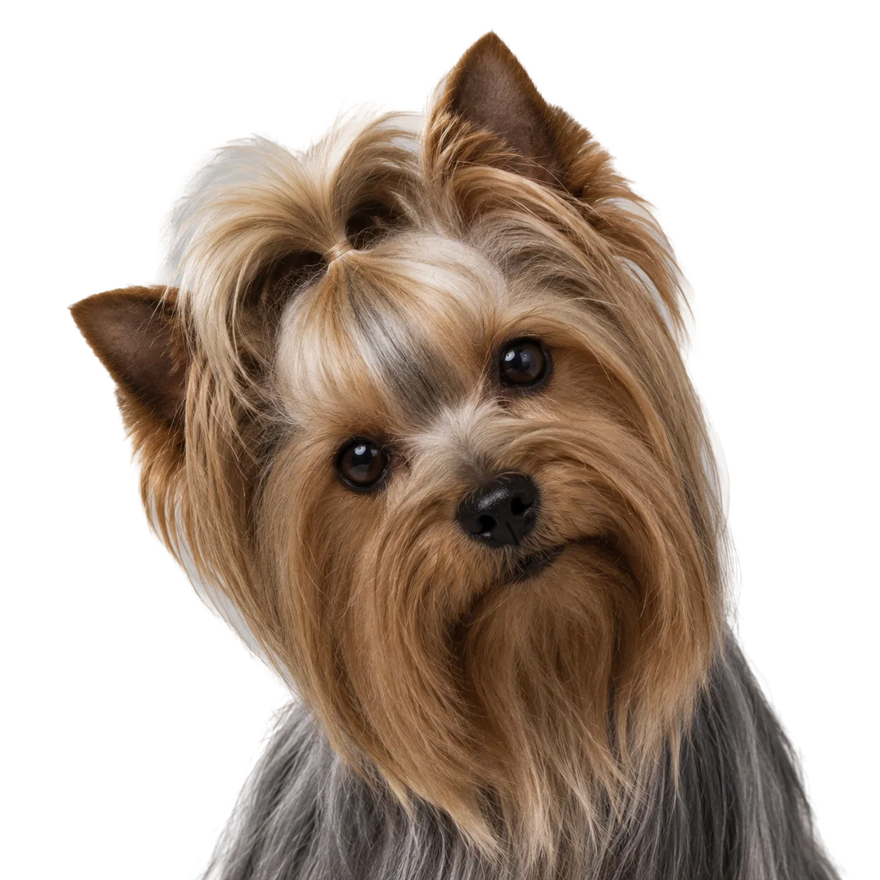 Yorkshire Terrier — portrait